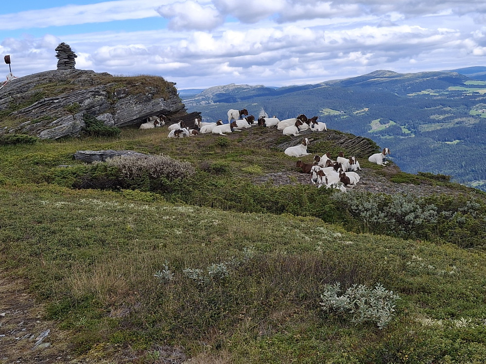 Geiter ved Lindvikknappen