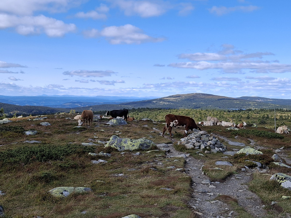 På Lunkefjell