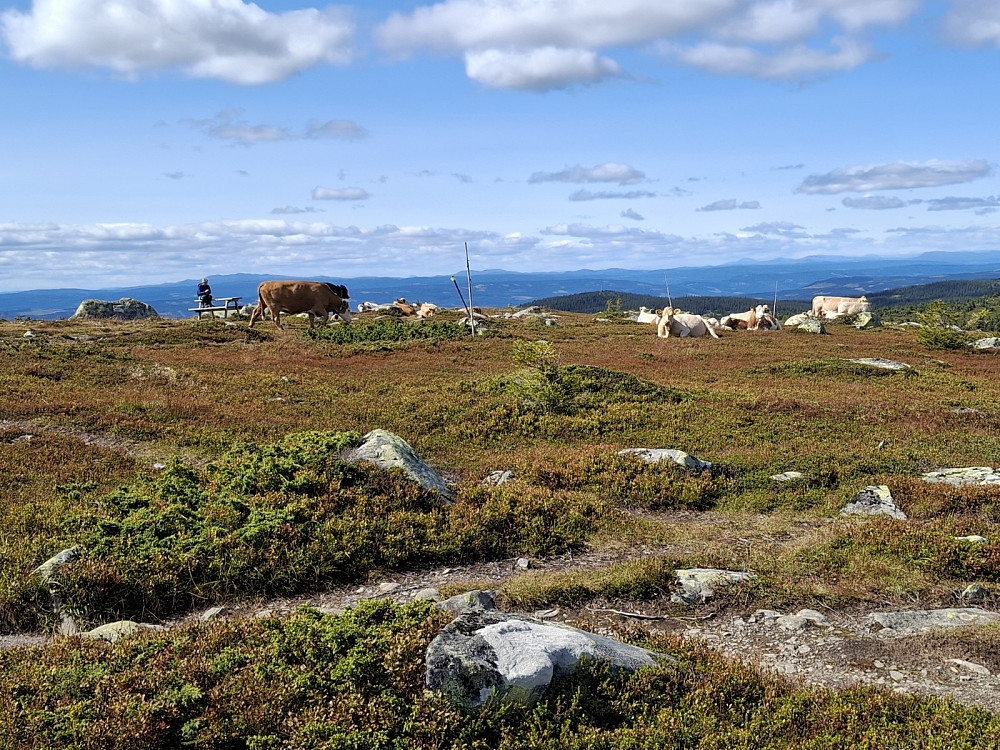 På Lunkefjell