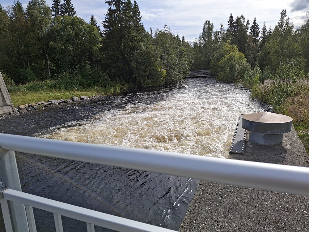 Mye vann i Mesnaelva