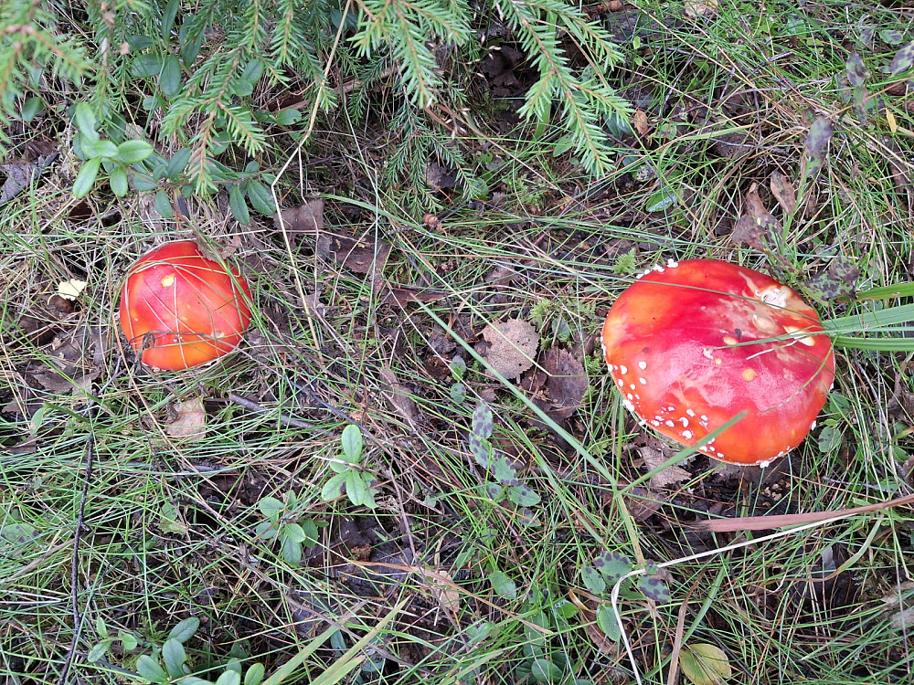 Rød fluesopp