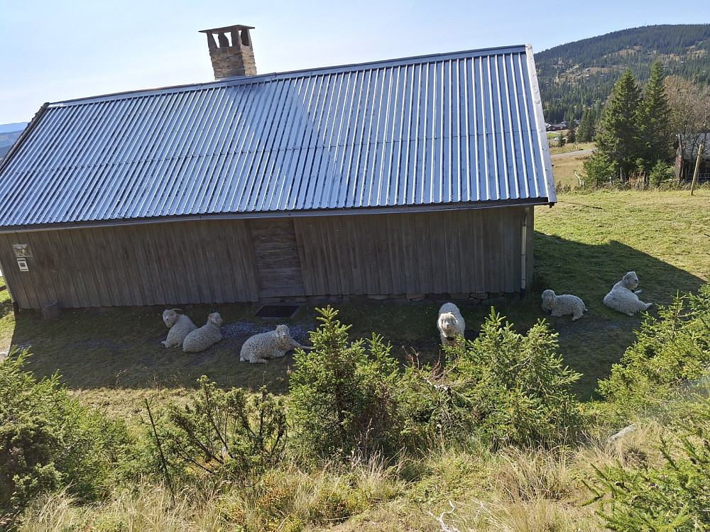 Geitene koser seg i skyggen på Kaussetra