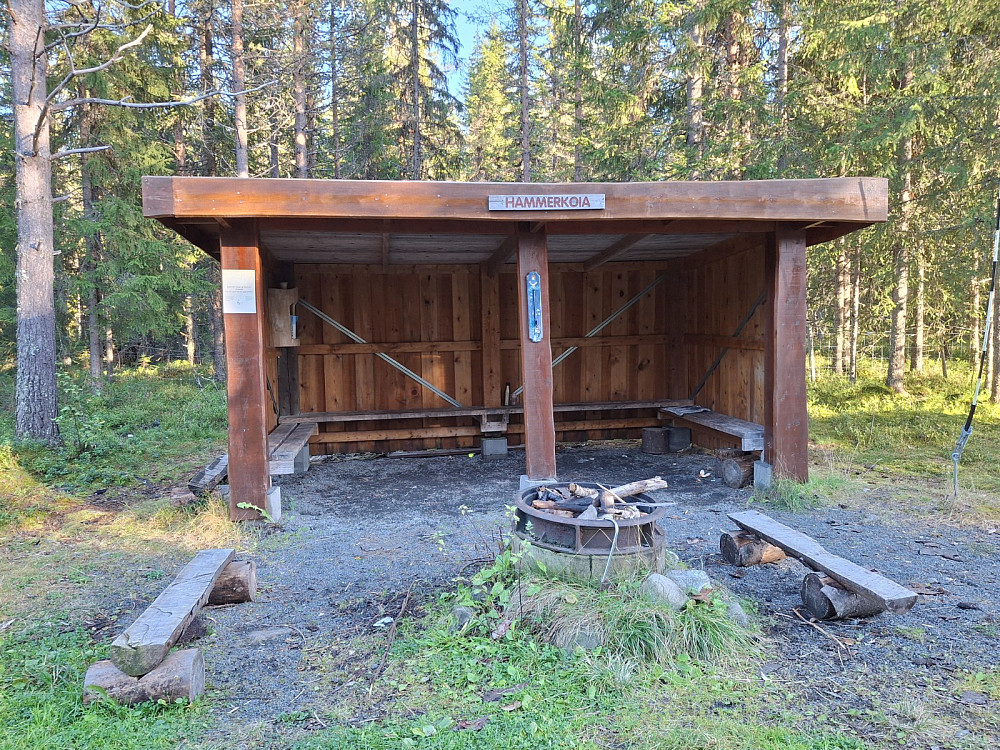 Hammerkoia
