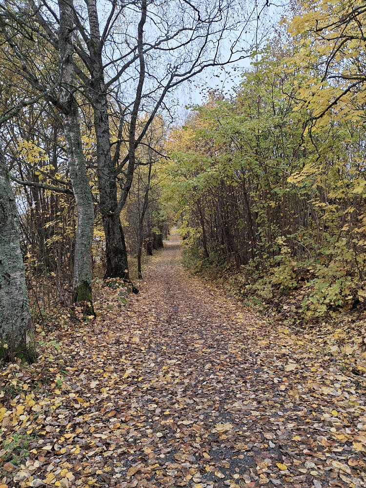 Gamle Lysgårdseg