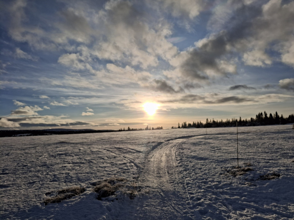 Snudde ved Hundeløypa på Kuåsen