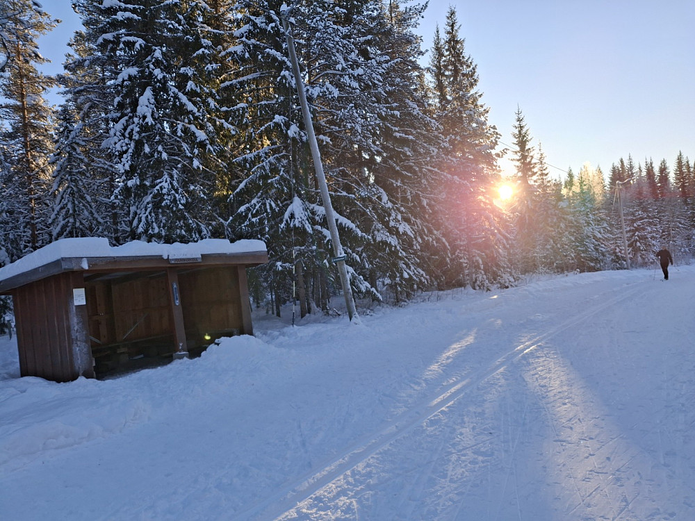 Ved Hammerkoia