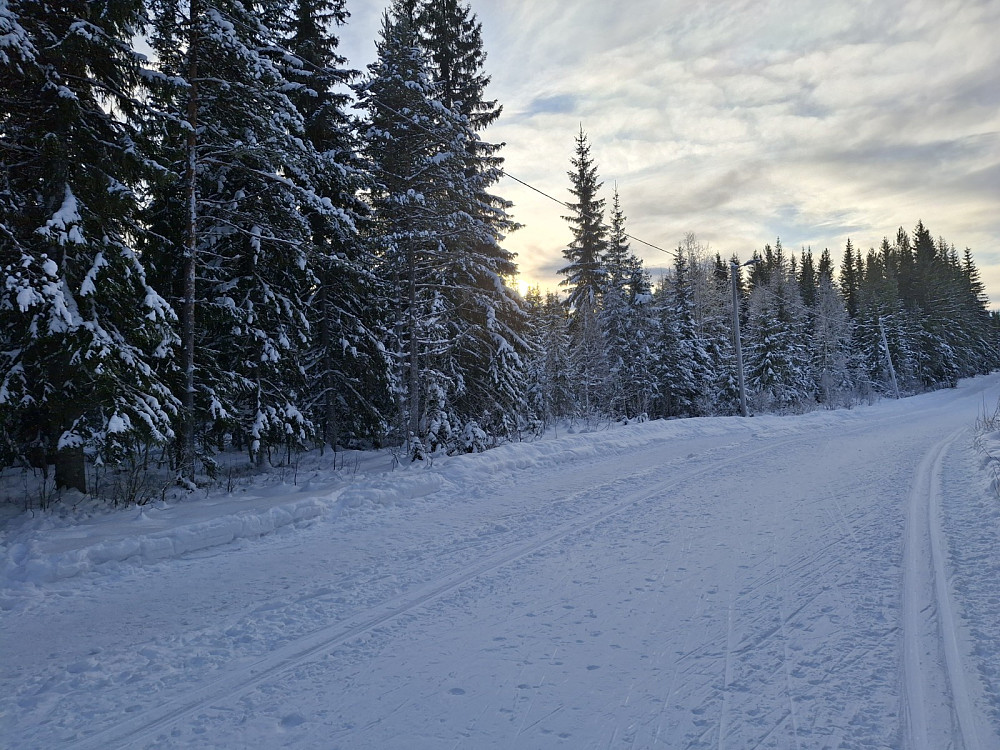 Ved Hammerkoia