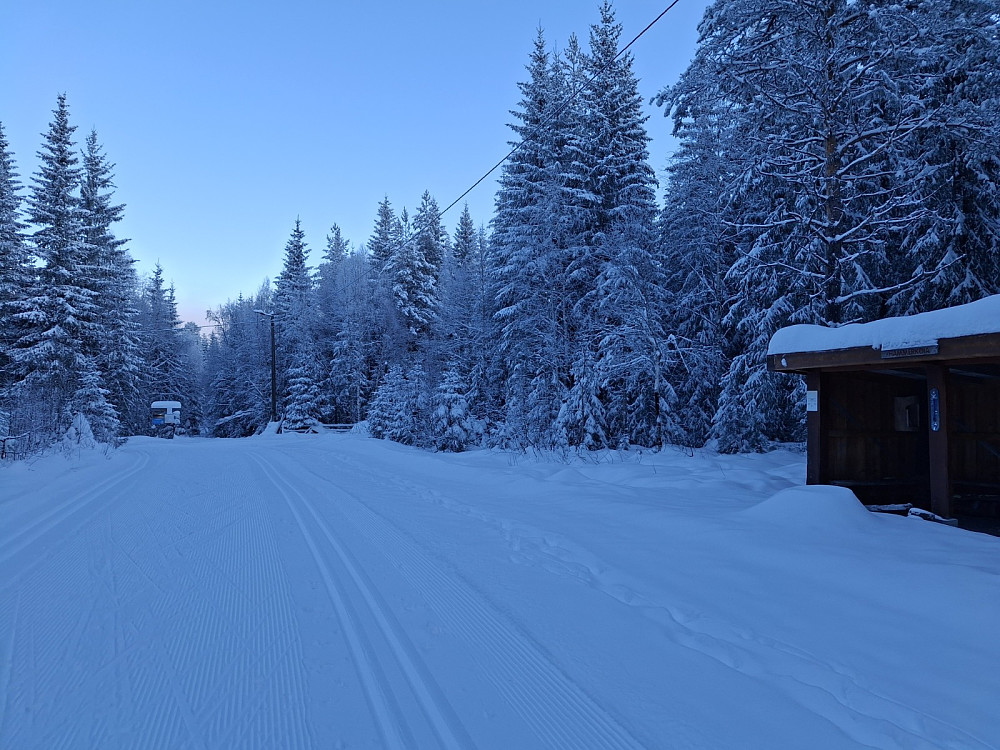 Ved Hammerkoia