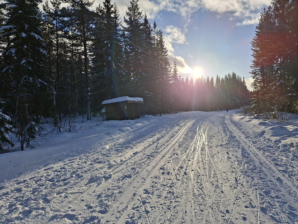 Ved Hammerkoia