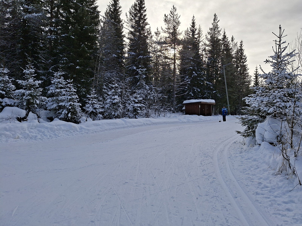 Ved Hammerkoia