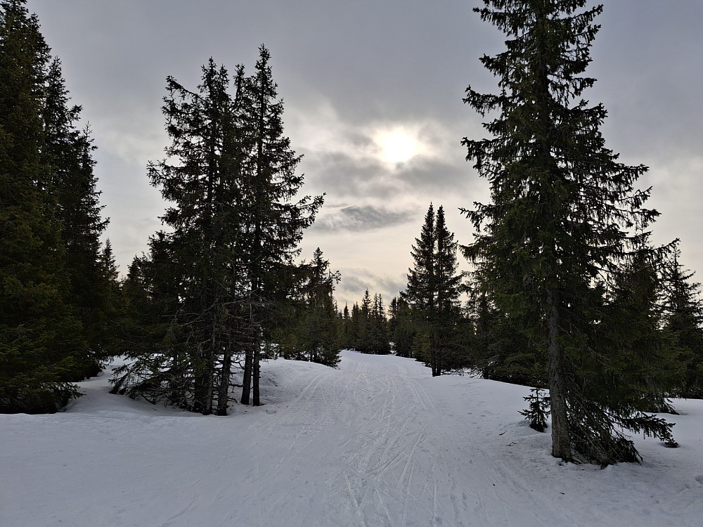 Fra krysset på Reinavegen der løypa til Sjusjøen tar av
