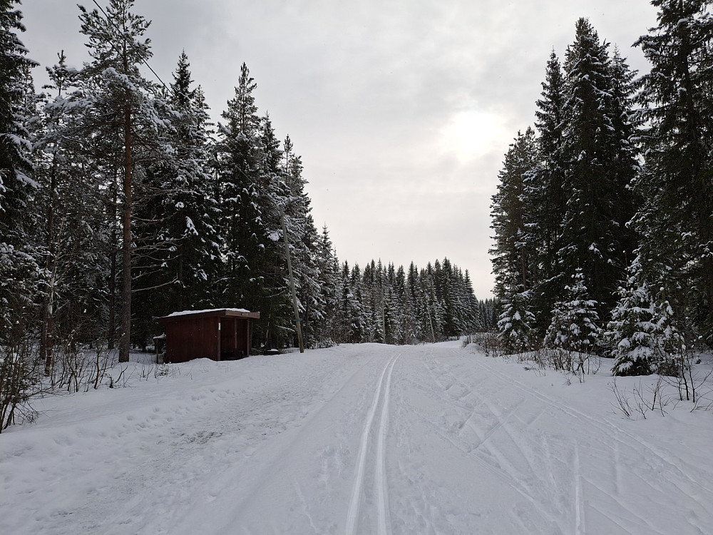 Ved Hammerkoia