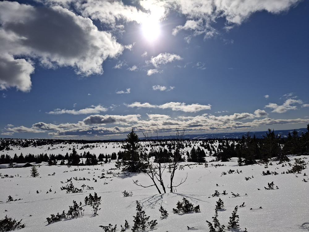 I løypa ved Løvisåsen