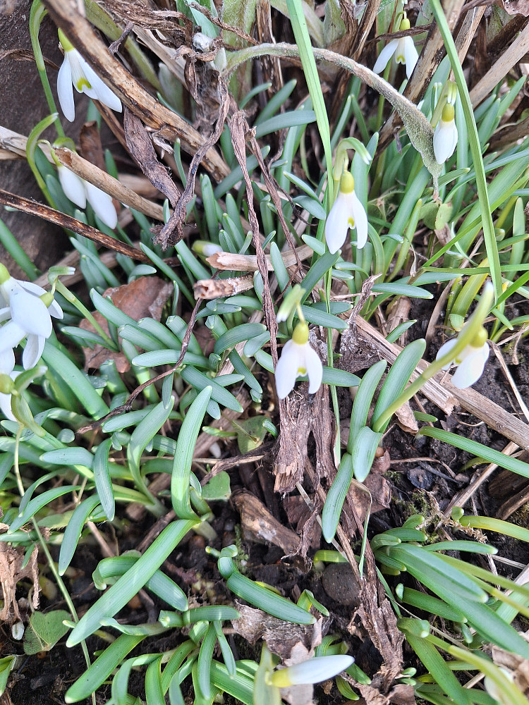 Tidlig blomstring i år