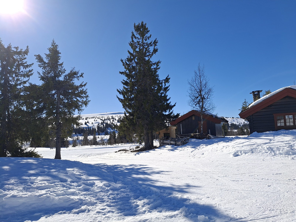Midtfjellkoia