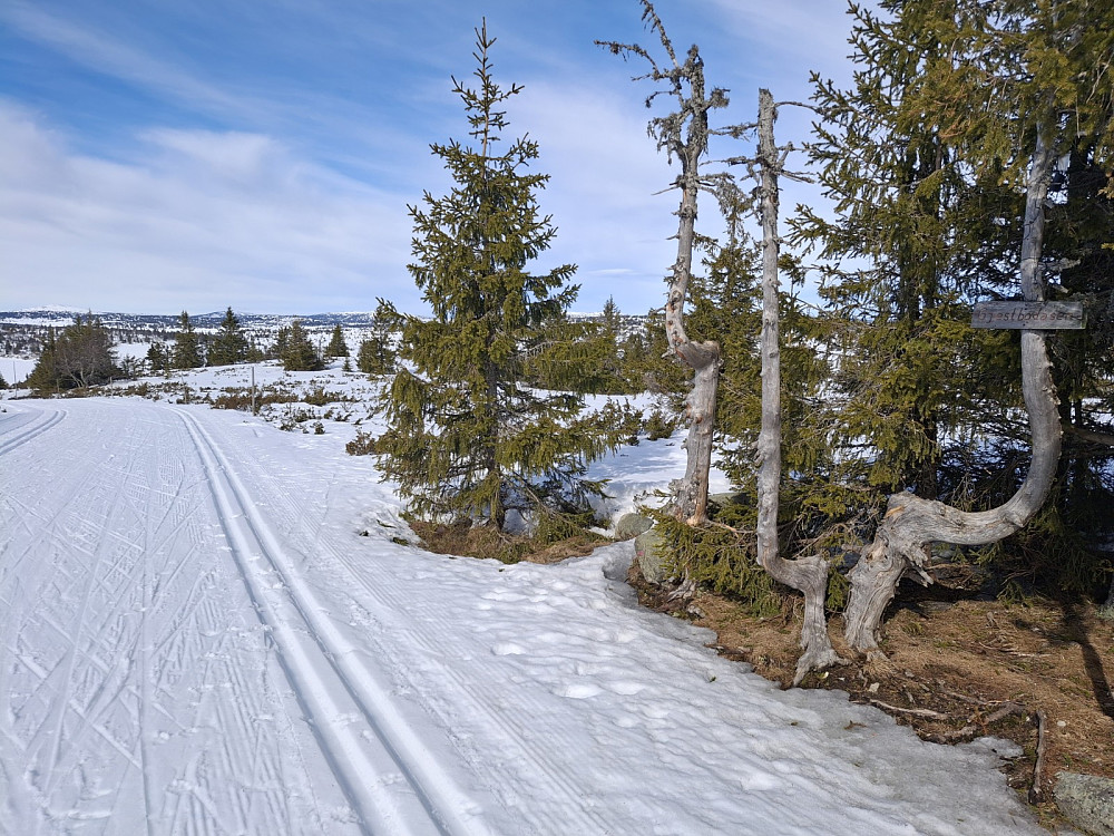 På Gjesboåsen, løypas høgeste punkt