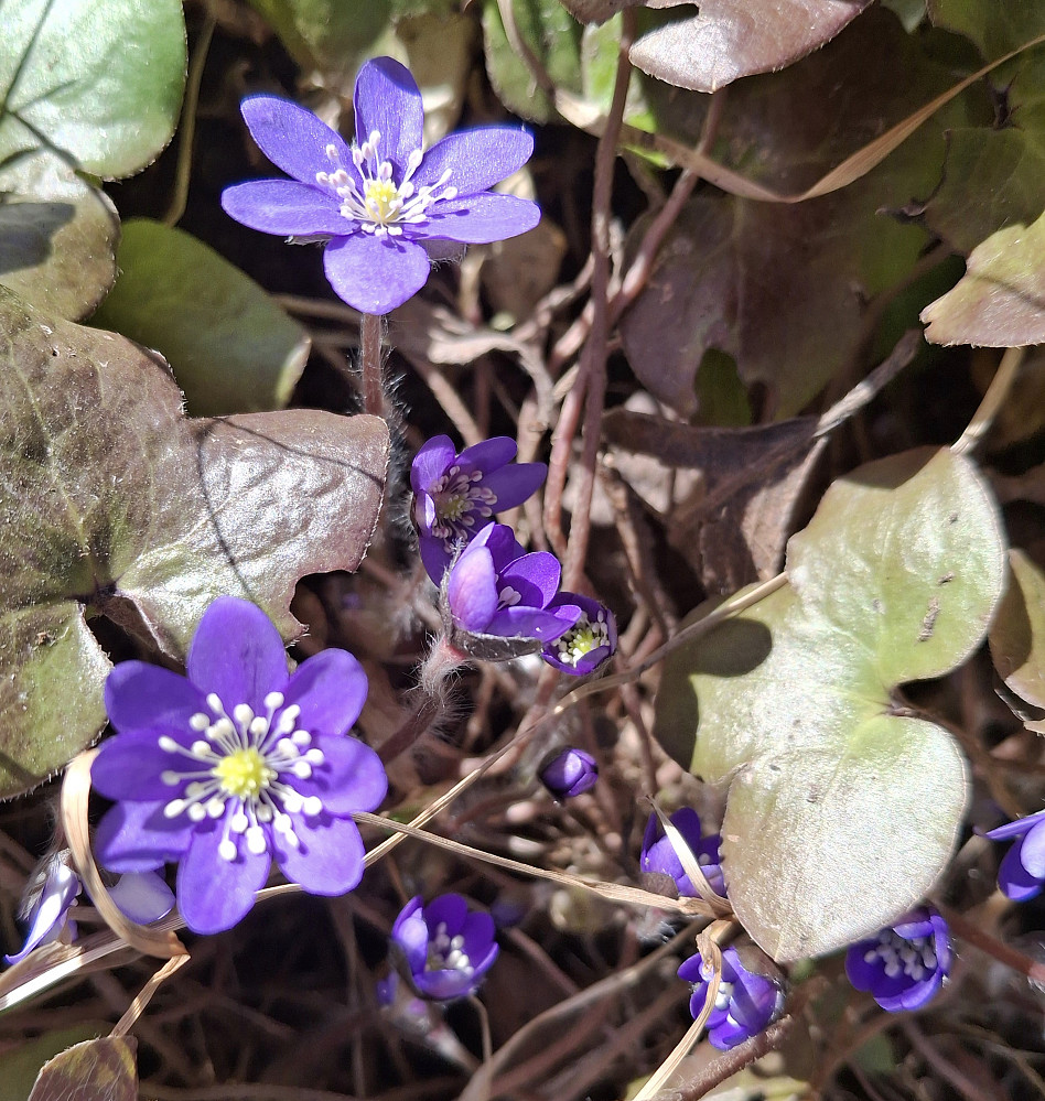 Blåveis