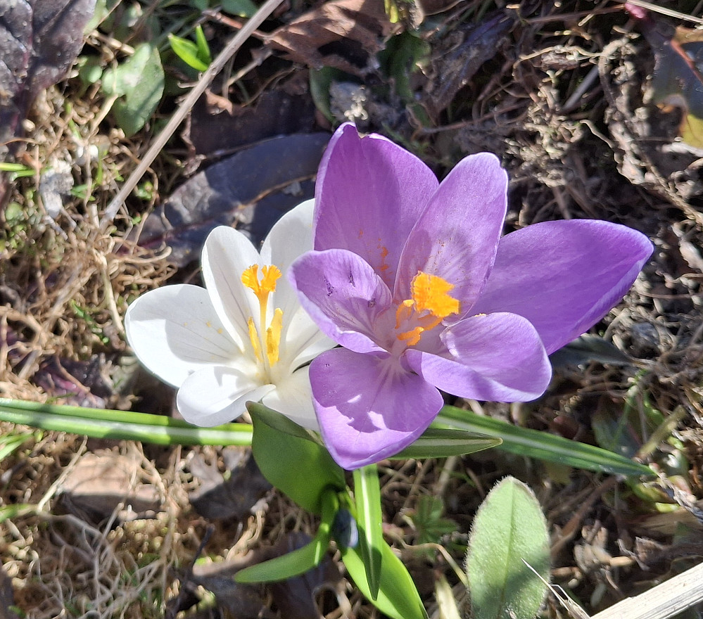 Krokus