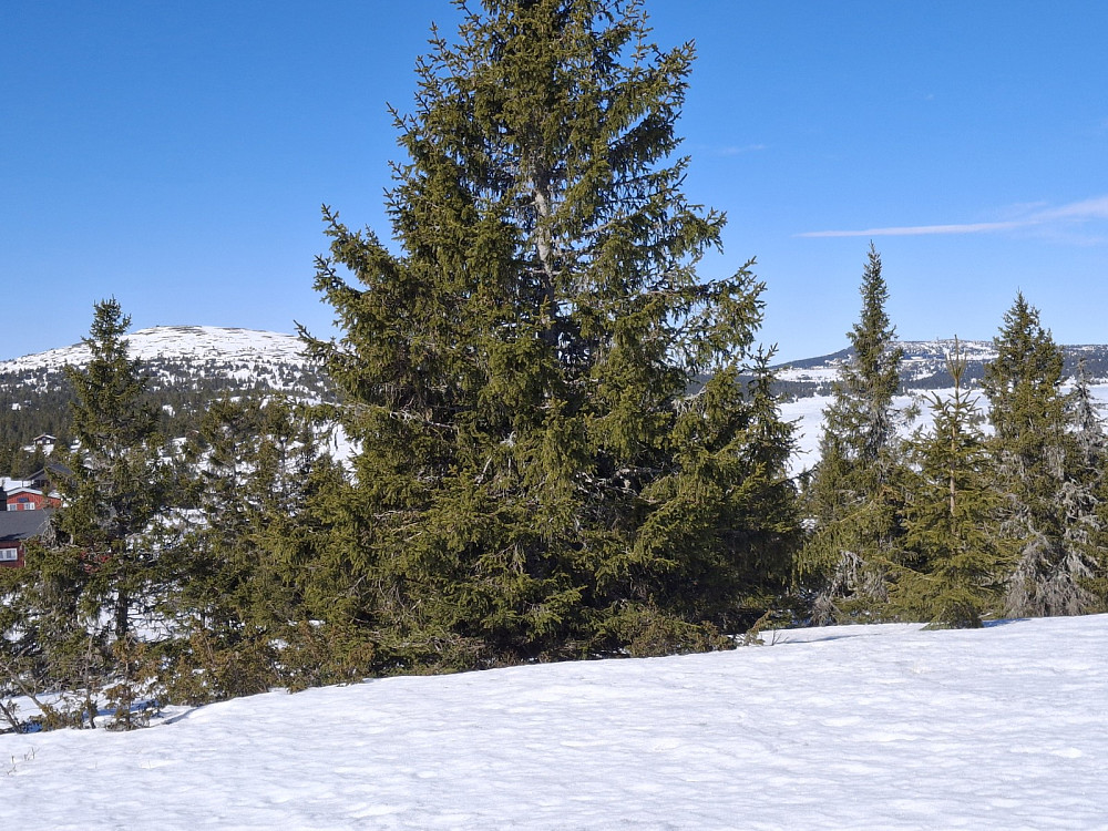 Nevelfjell og Hafjell fra Nevelåsen