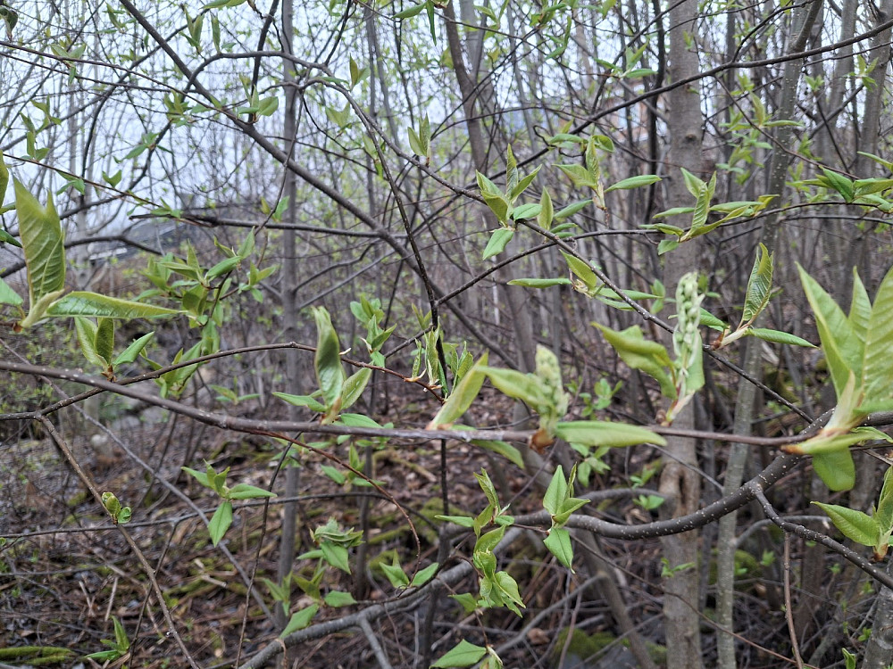 Ser ut til at heggen kommer i blomst i april i år