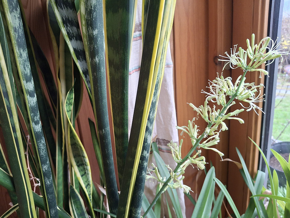 Svigermors tunge blomstrer
