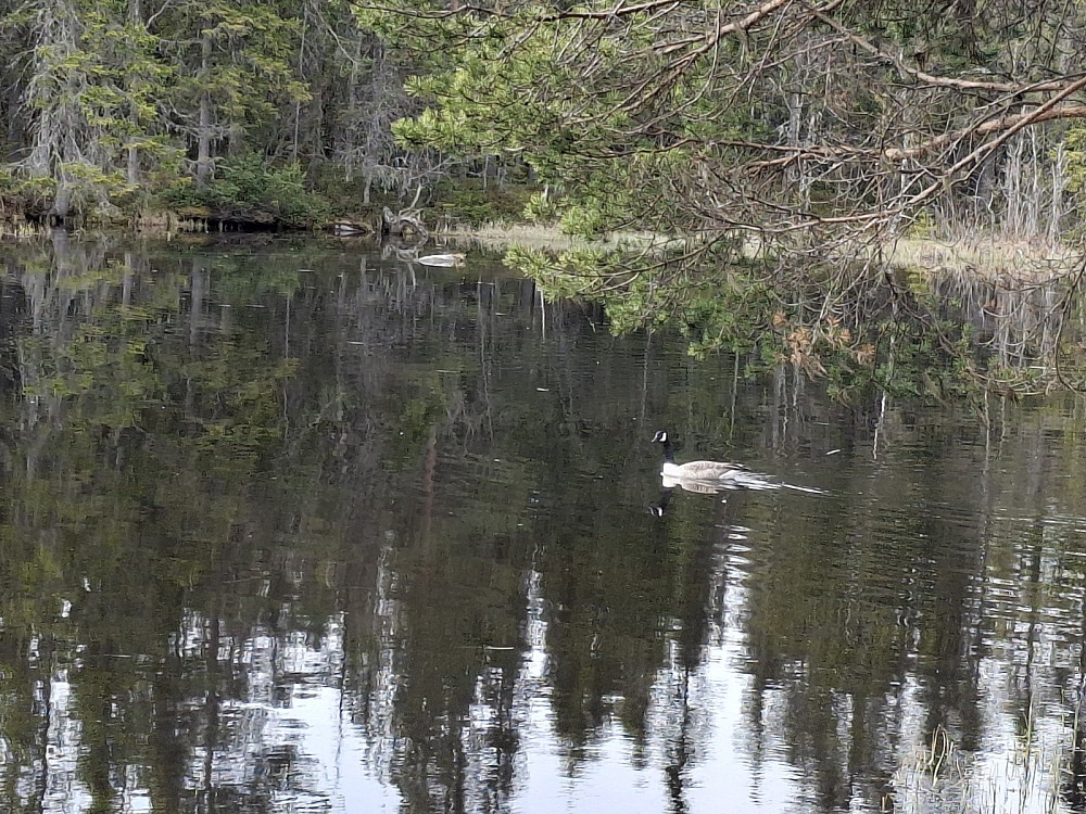 Kanadagås ved Krokflø