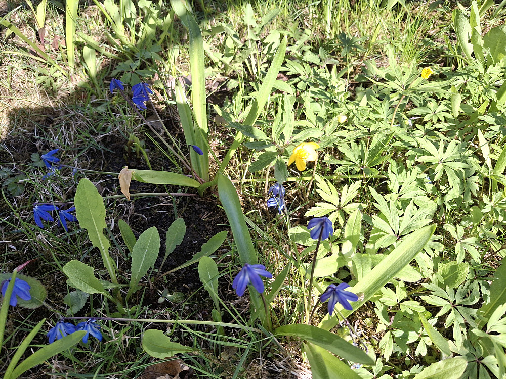 Scilla og gulveis under epletreet