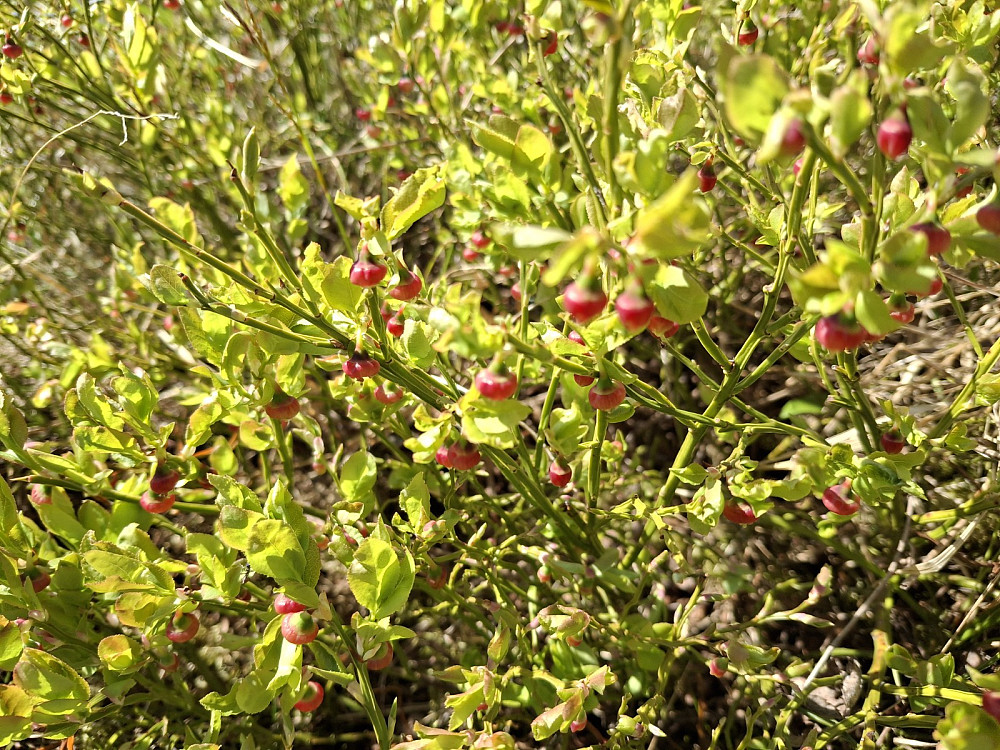Blåbærlyngen blomstrer