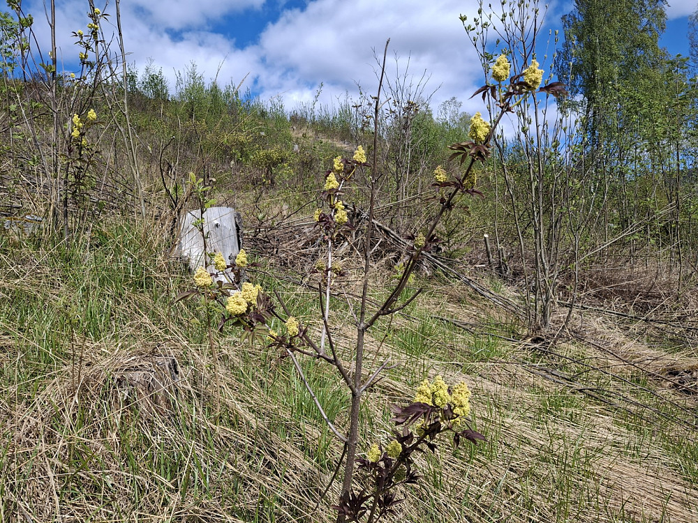 Mer hyll i blomstring