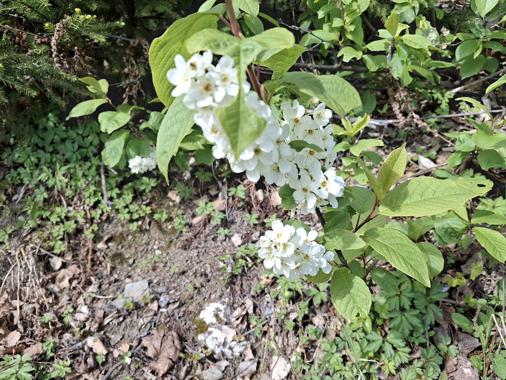 Heggen blomstrer