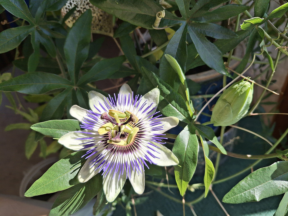 Porselensblomst