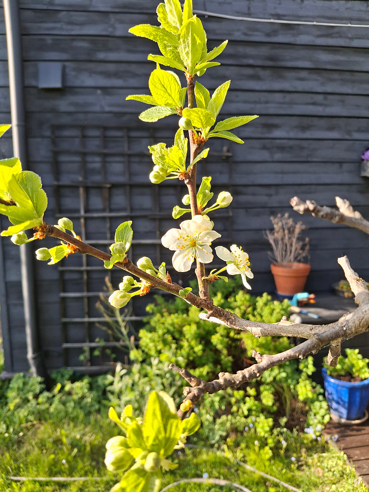 Plommetreet begynner å blomstre