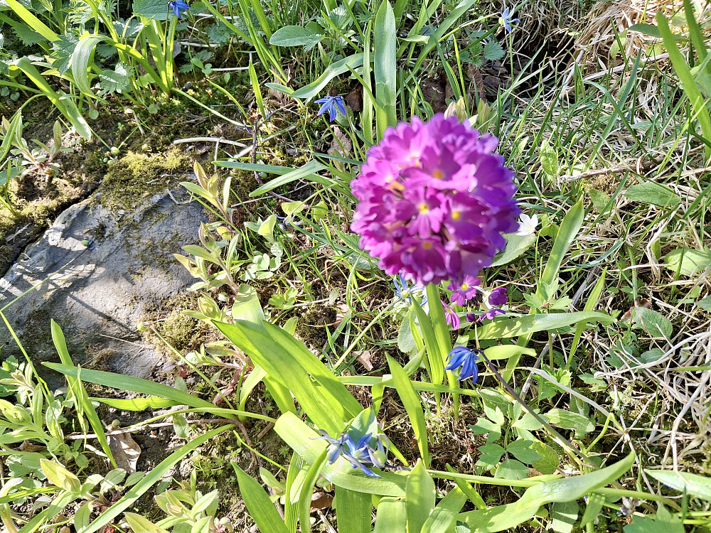 Kuleprimula