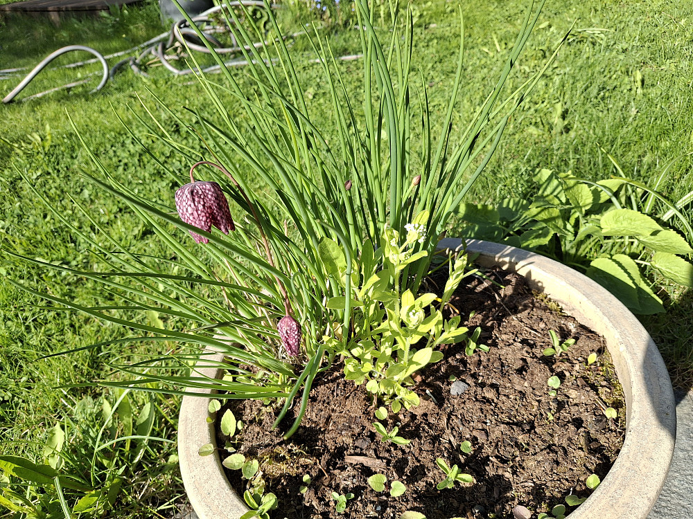 Rutelilje i graslauken