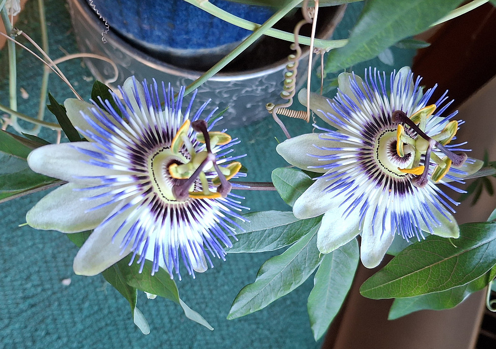 To blomster på pasjonsplanta i dag
