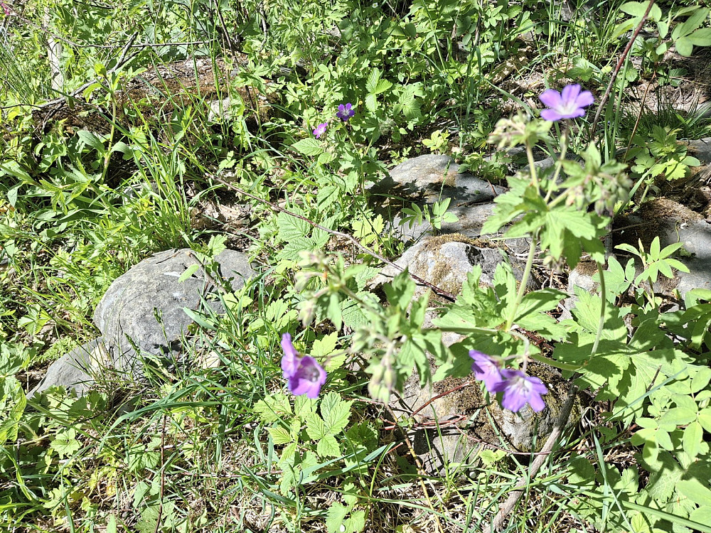 Skogstorkenebb