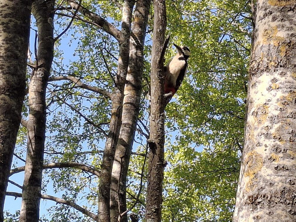 Så plutselig en flaggspett
