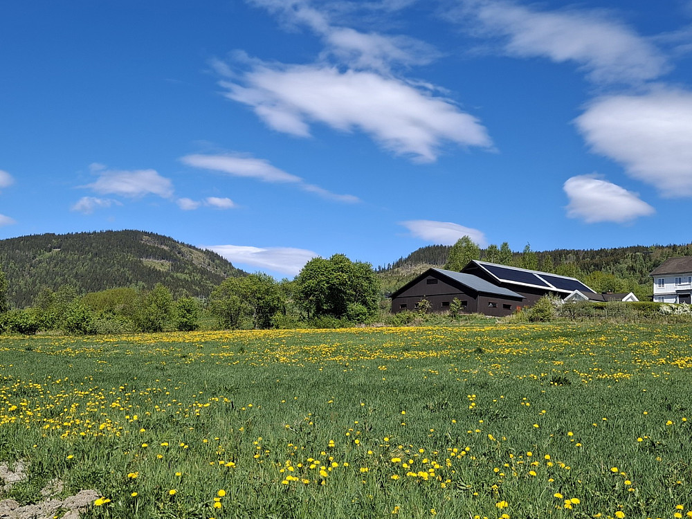 Over Fagstadjordet mot Balbergkampen, det er da pent med løvetann på jordet, men kanskje ikke det bonden ønsker