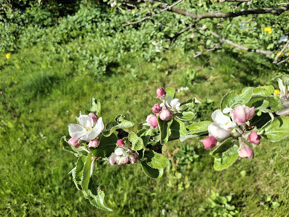 Og nå blomstrer epletreet