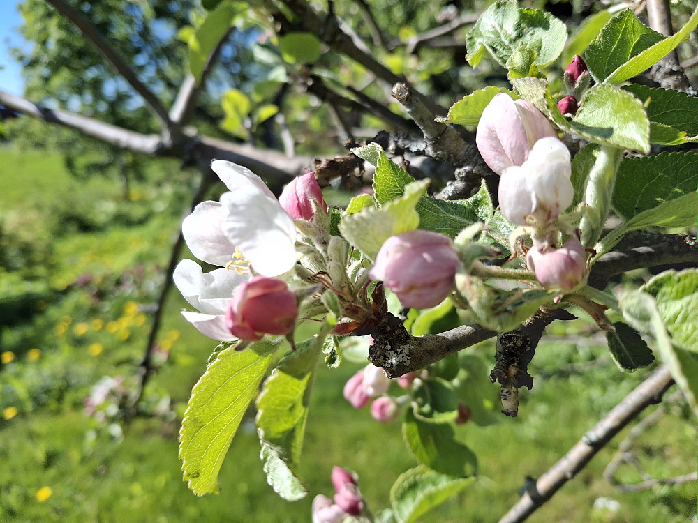 Og nå blomstrer epletreet