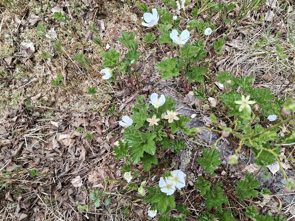 Molteblomstring