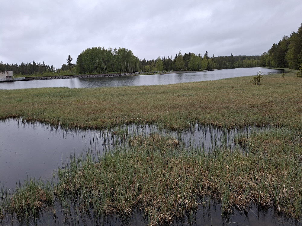Ved Krokflø, kan skimte bukkeblad i vannkanten