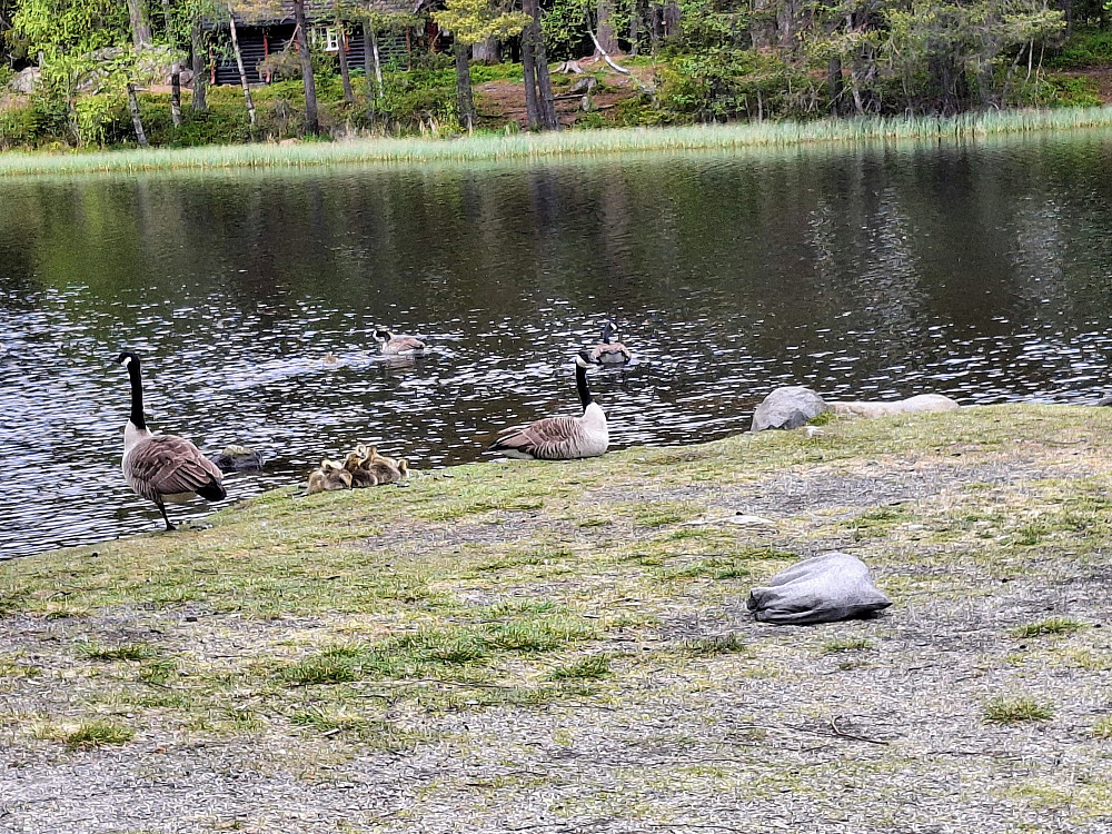 To kanadagjesspar med unger ved Kroken nå