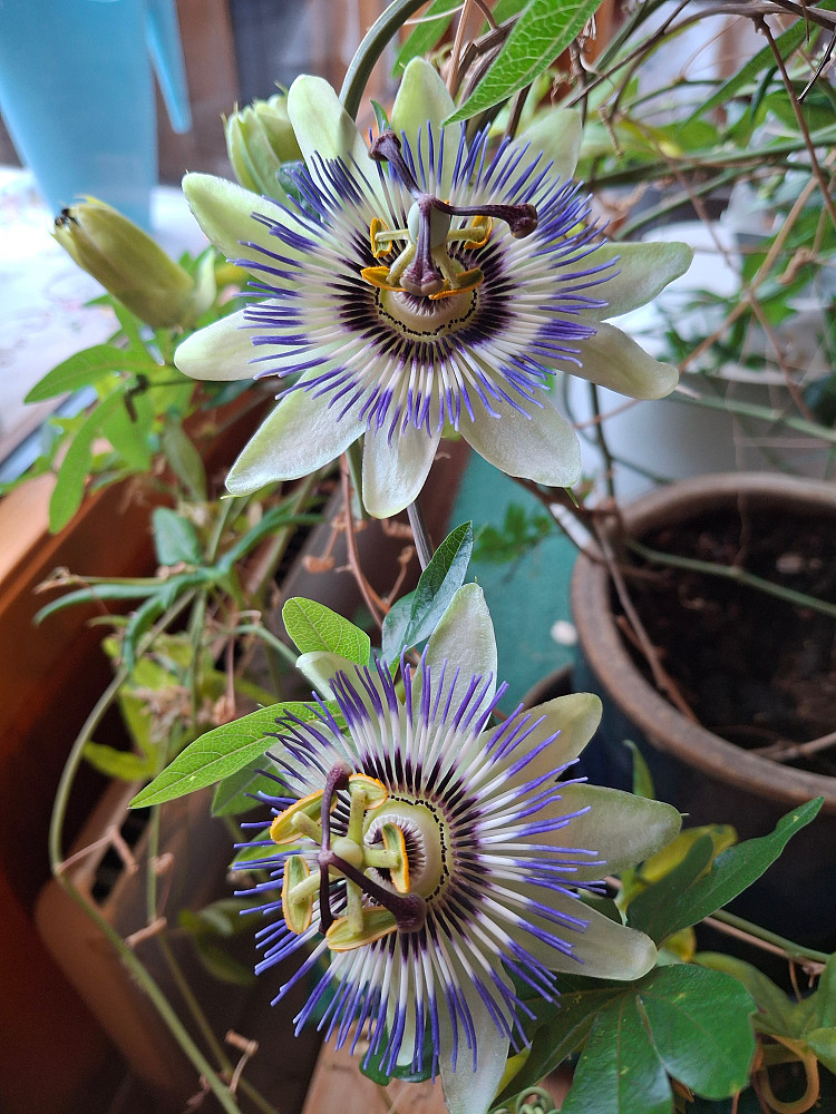 Pasjonsplanten fortsetter å blomstre