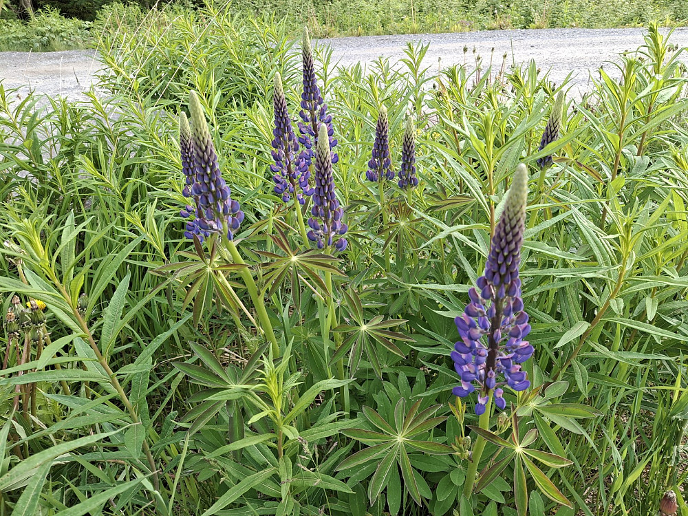 Lupiner