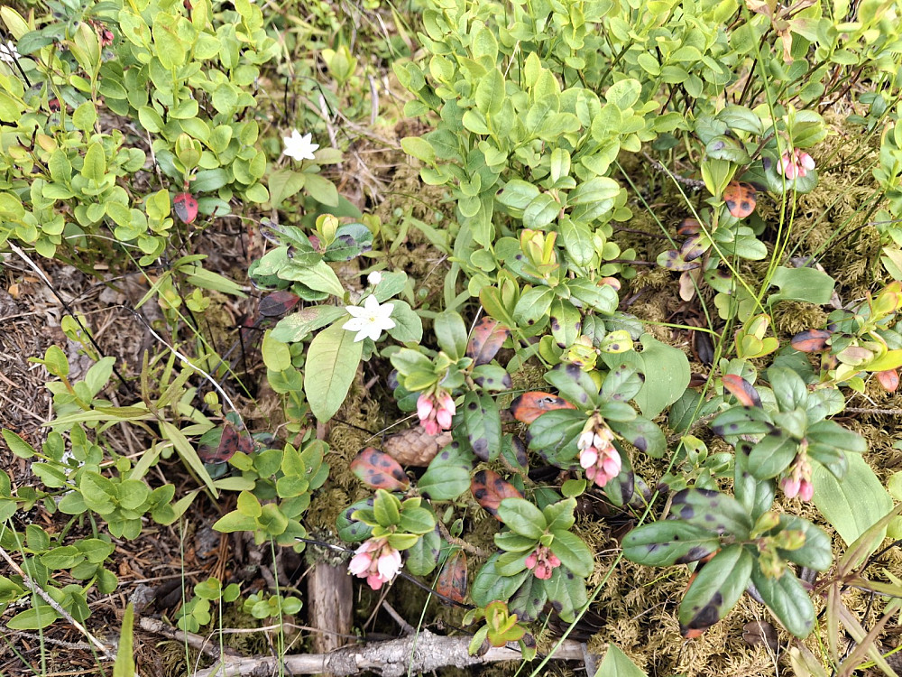 Skogstjerne og tyttebærblommer