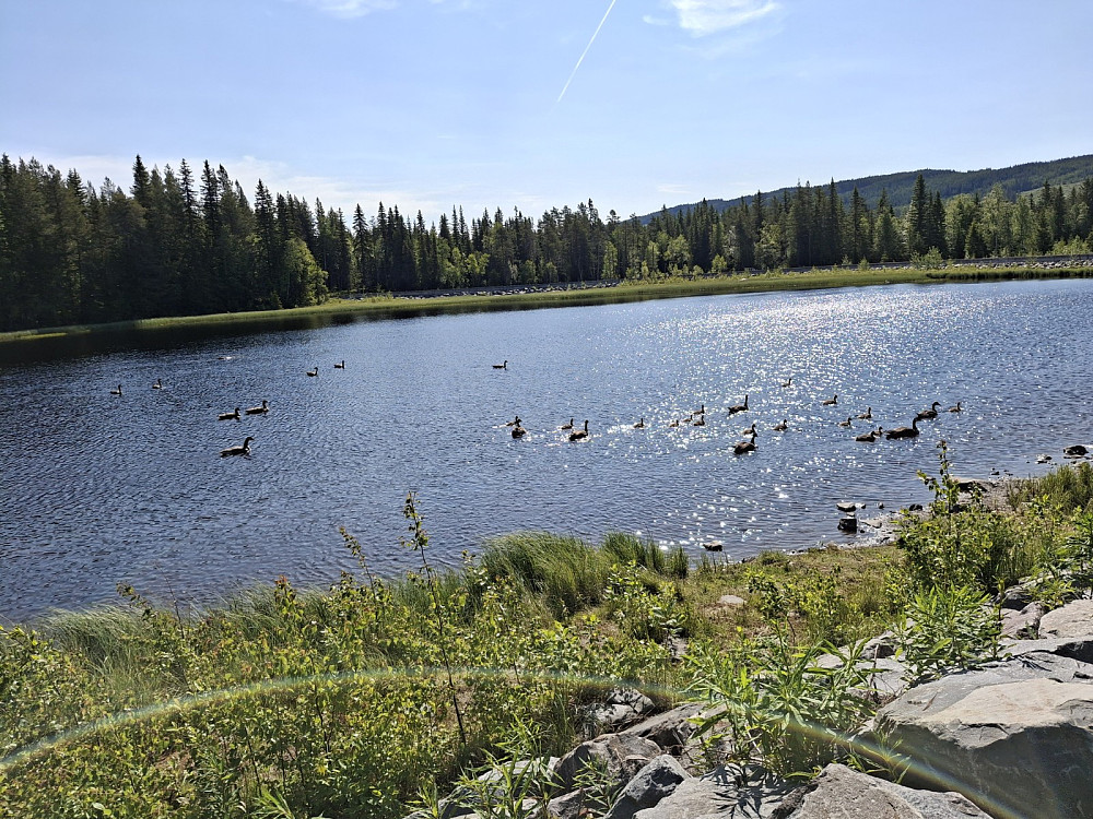 Kanadagjess ved Krokflø