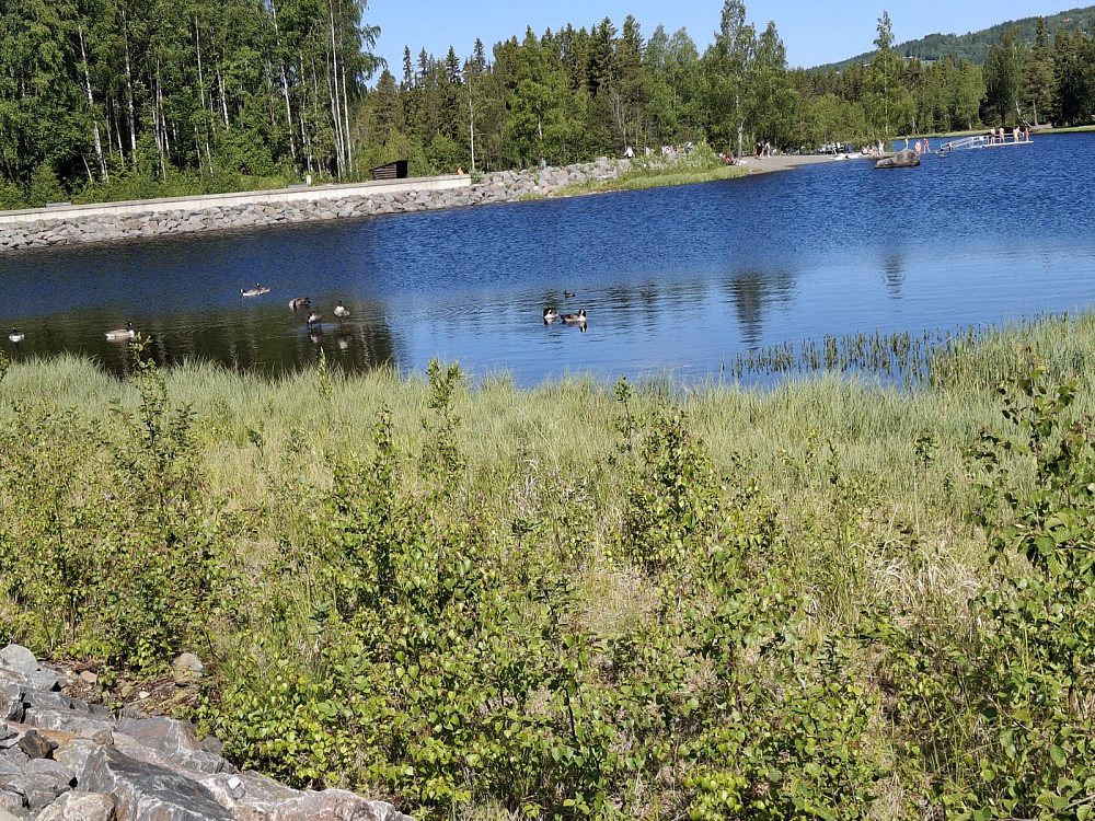 Krokflø, mot Kroken
