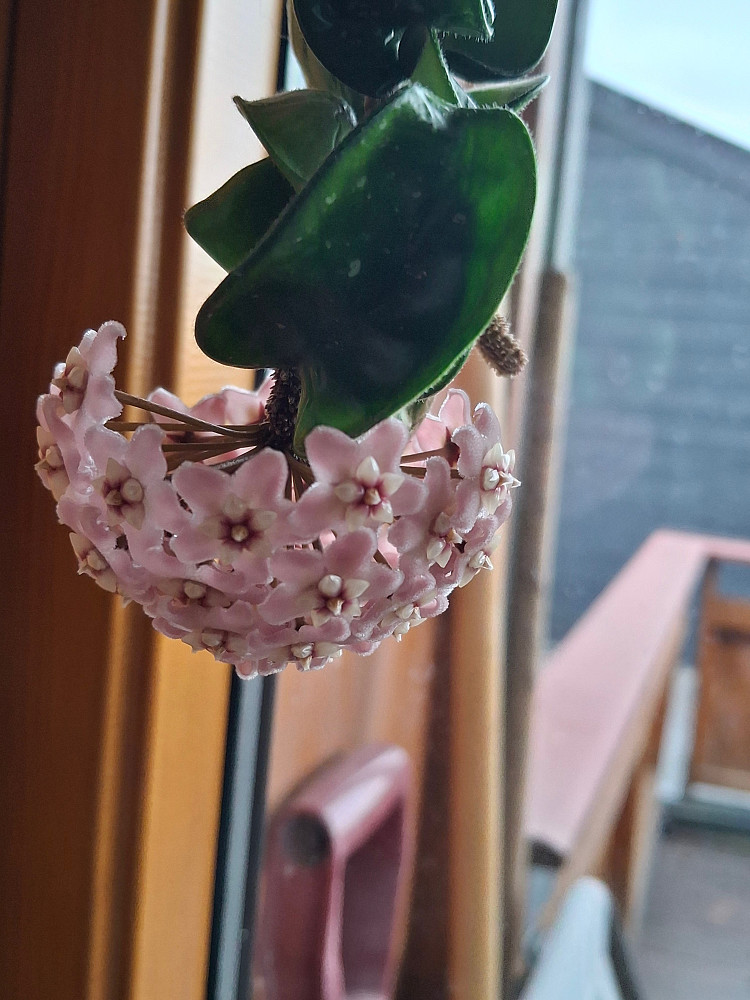 Og hjemme blomstrer porselensblomsten