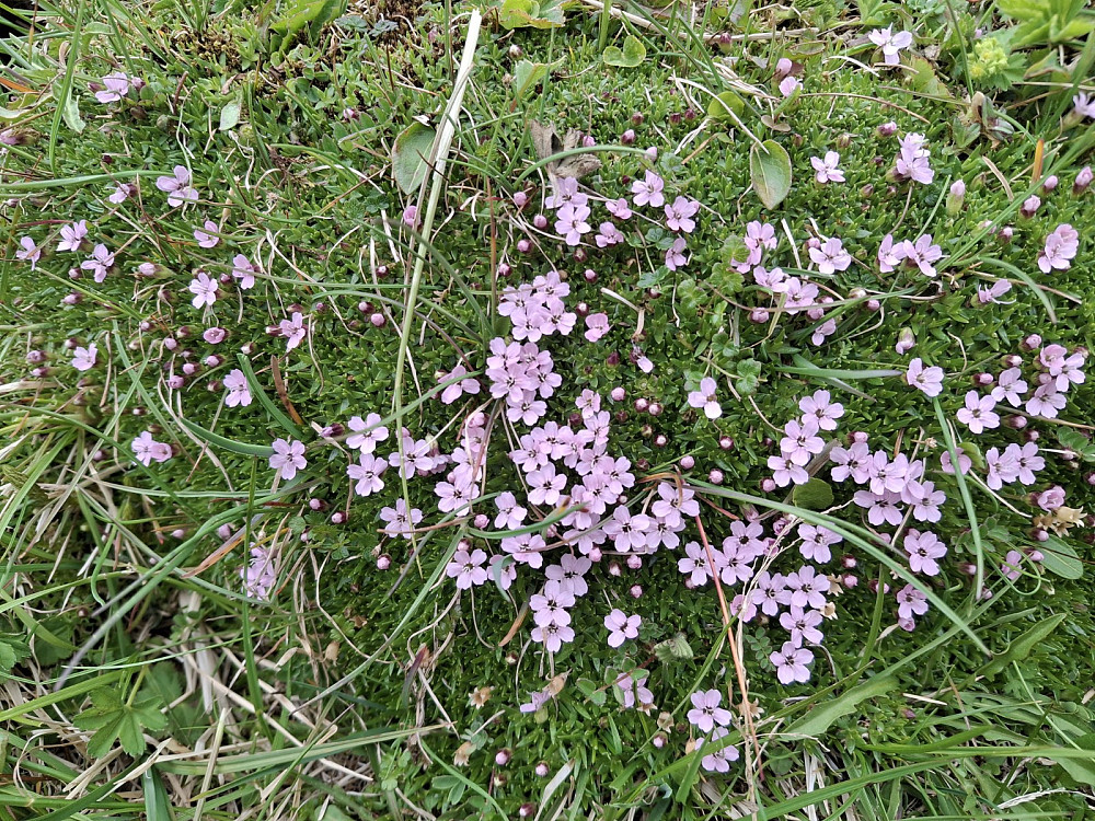 Ellsmelle